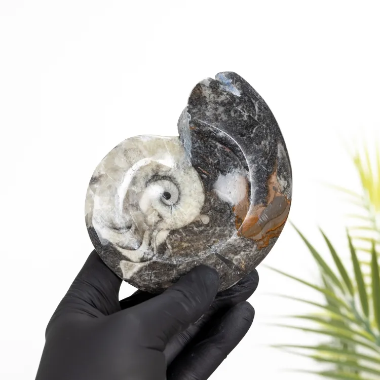 Goniatite Ammonite (Goniatitida sp)