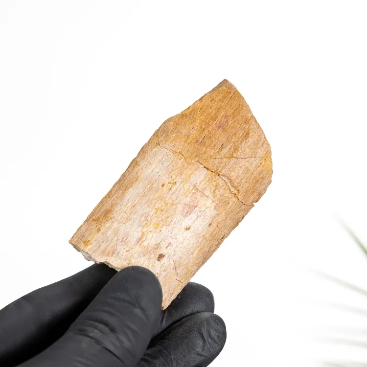 Dinosaur Bone Fragment Fossil