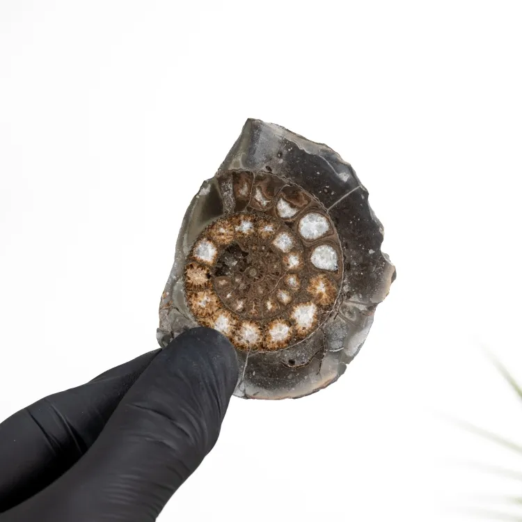 Dactylioceras Ammonite Fossil Cut & Polished (Dactylioceras sp)