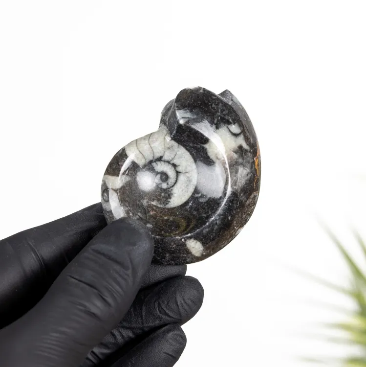 Goniatite Ammonite (Goniatitida sp)