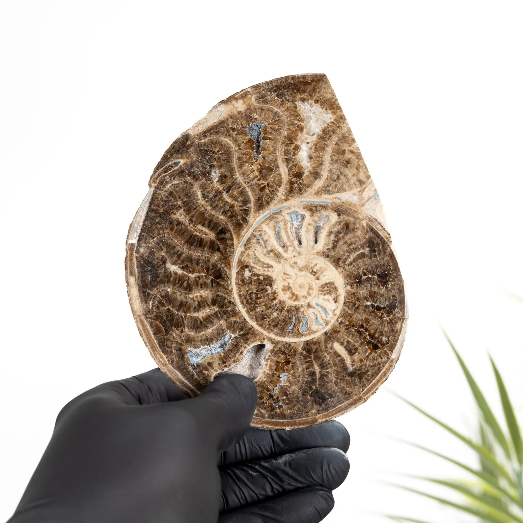 Minibeast Jurassische Ammoniet Fossiel Gezaagd & Gepolijst (Chofaticeras sp)
