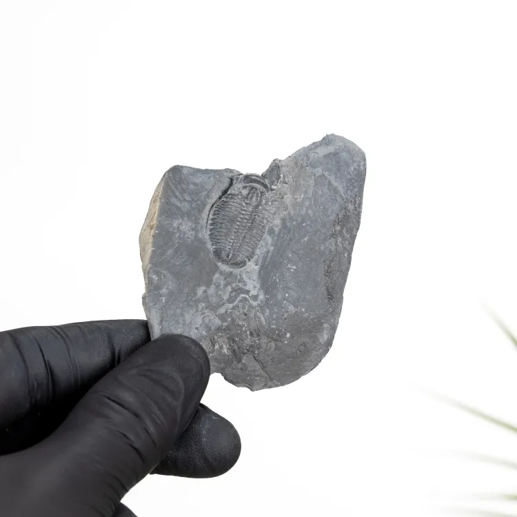 Elrathia kingii Απολίθωμα Τριλοβίτη (Elrathia kingii)
