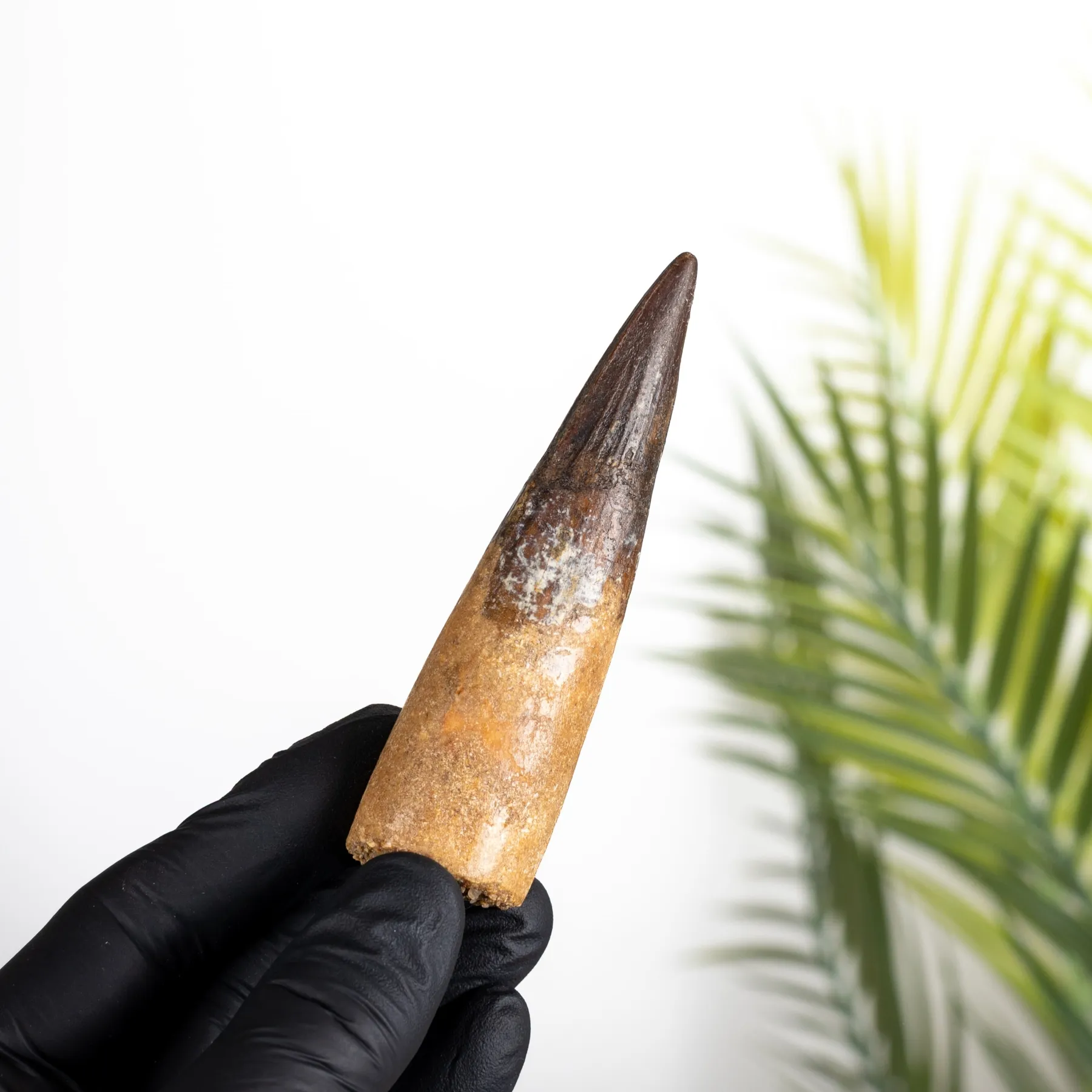 Minibeast XL Spinosaurus Dinosaur Tooth Fossil (Spinosaurus aegyptiacus)
