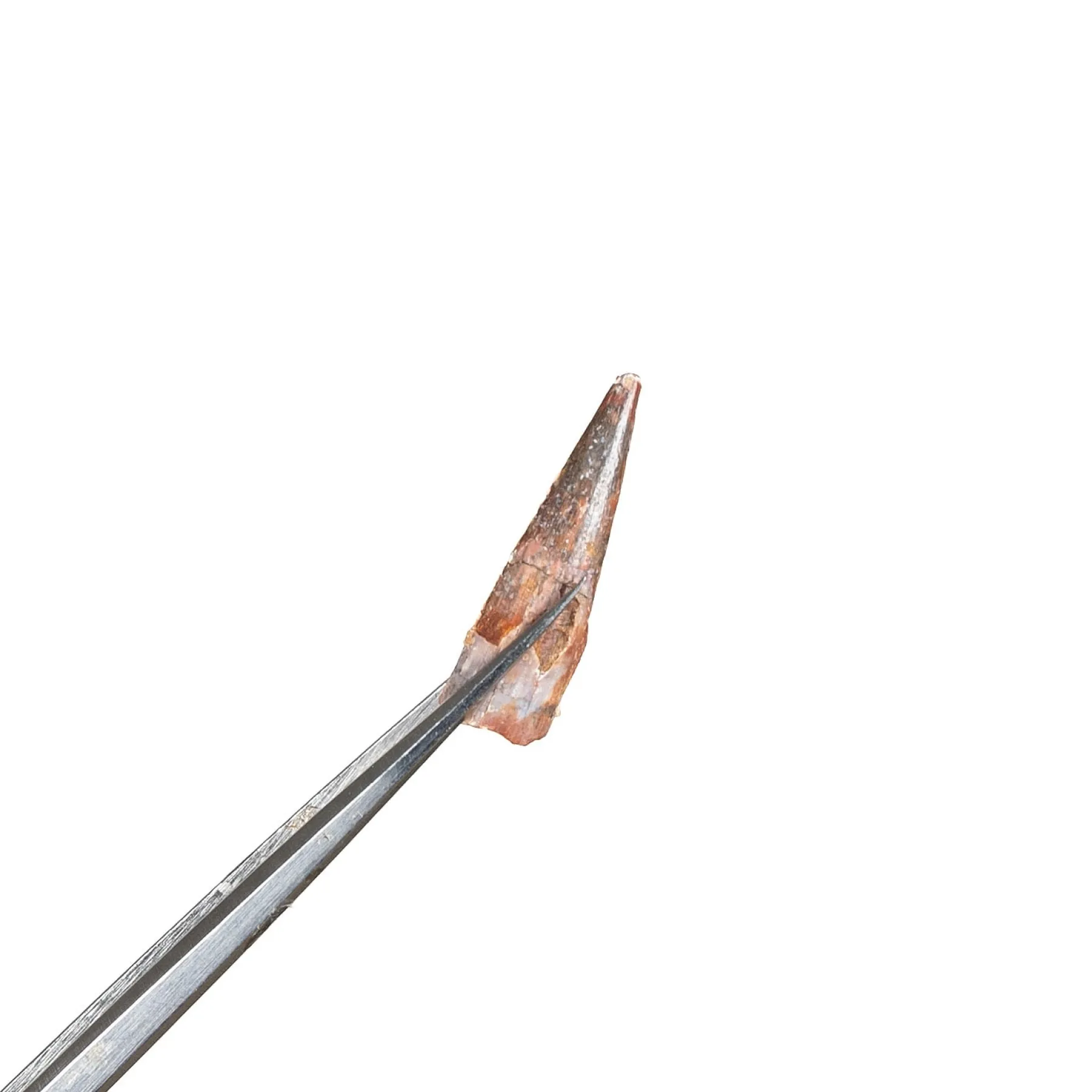 Minibeast Fósil de Diente de Pterosaurio (Coloborhynchus moroccensis)