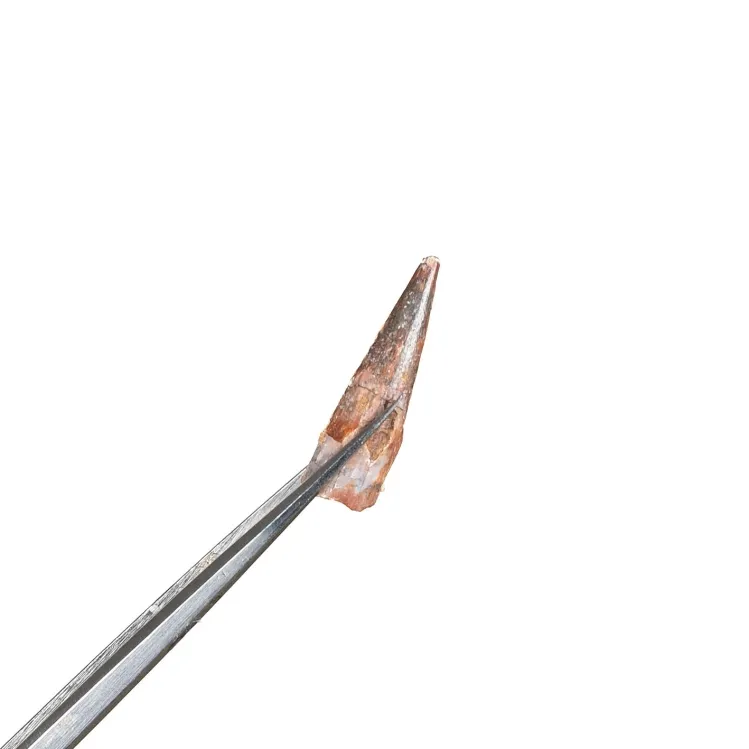 Pterosaur Dinosaur Tooth Fossil (Coloborhynchus moroccensis)