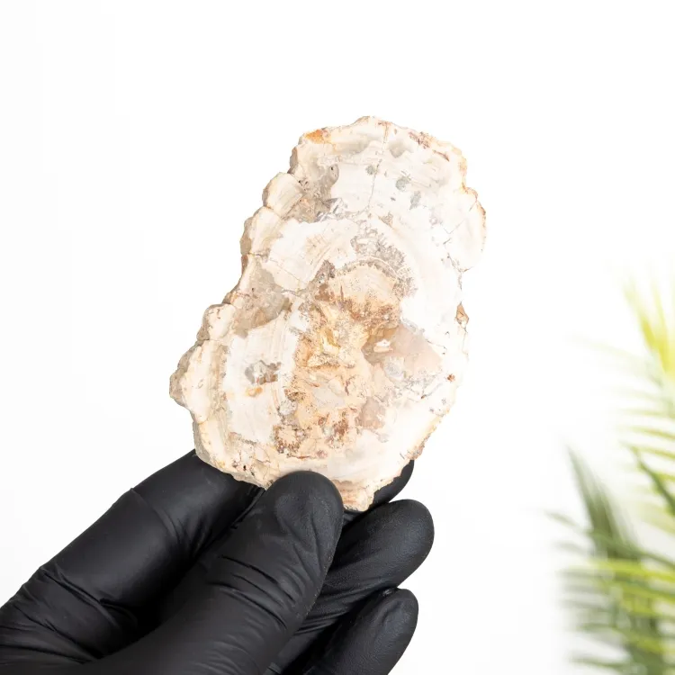 Petrified Wood (Araucarioxylon arizonicum)