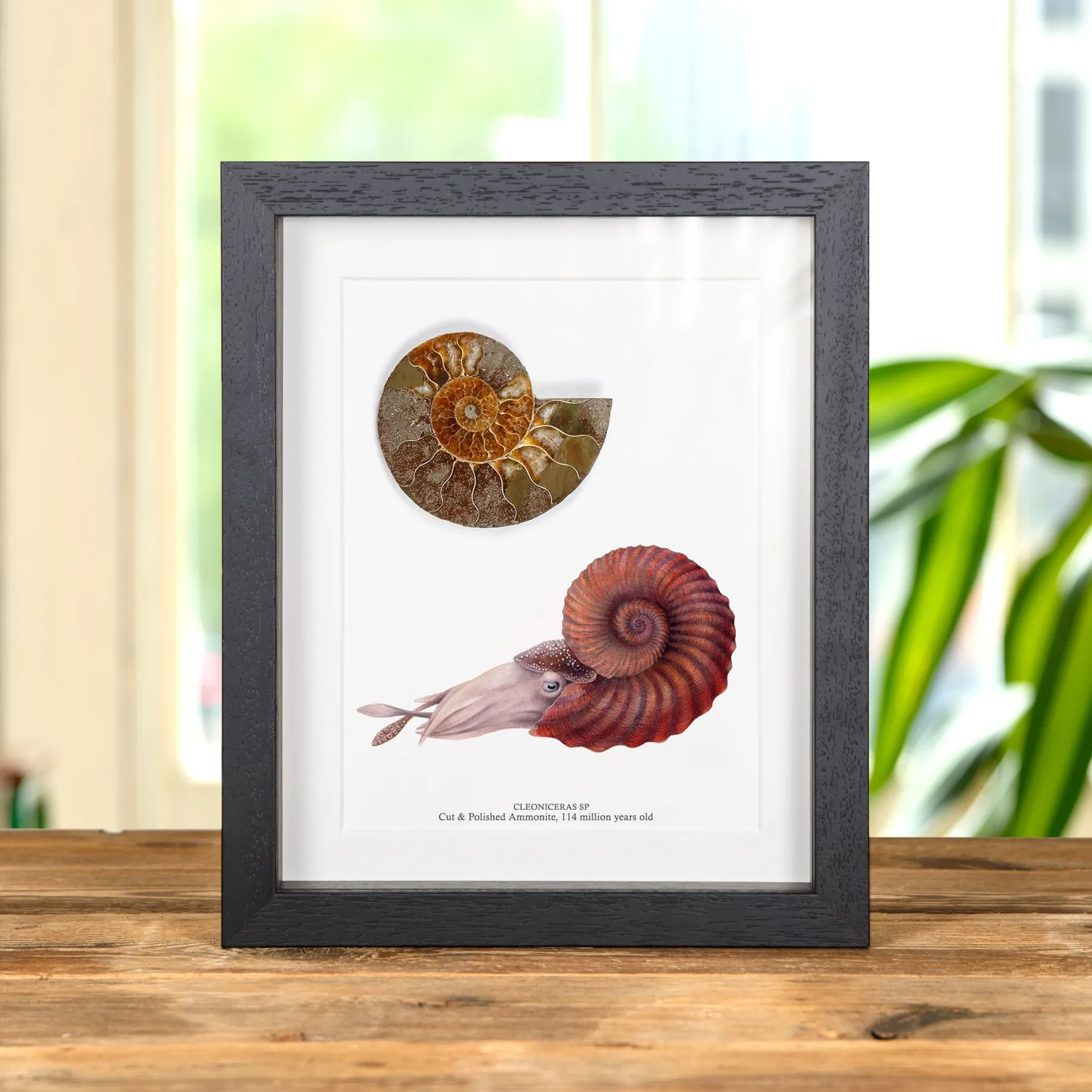Minibeast Coupe et Fossile D'Ammonite Poli et Illustration dans un Cadre (Cleoniceras sp)