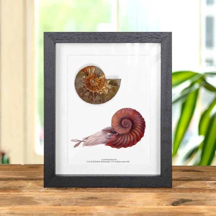<strong>Cut & Polished Ammonite Fossil & Illustration In Box Frame (Cleoniceras sp)</strong><br>Price: £47.99<br>Frame Size: 8 x 10 Cut & Polished Ammonite Fossil & Illustration In Box Frame (Cleoniceras sp)