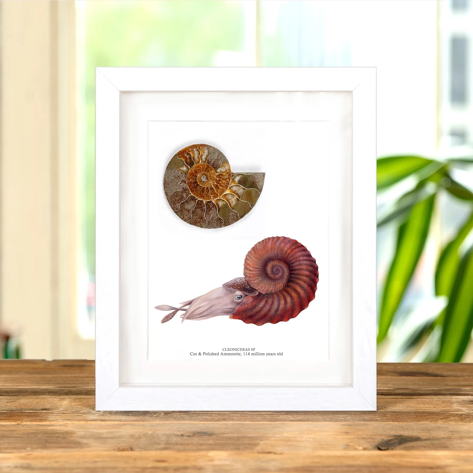 Minibeast Coupe et Fossile D'Ammonite Poli et Illustration dans un Cadre (Cleoniceras sp)
