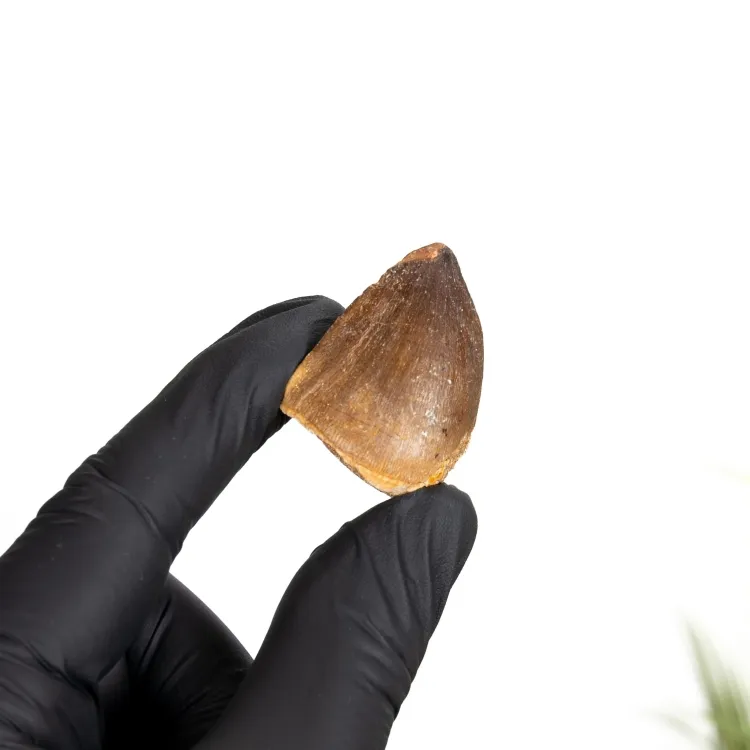 Fossile di Dente di Mosasauro (Mosasauridae sp)