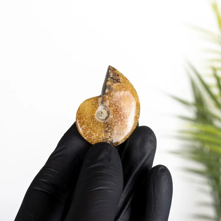Yellow Polished Ammonite Fossil (Cleoniceras sp)