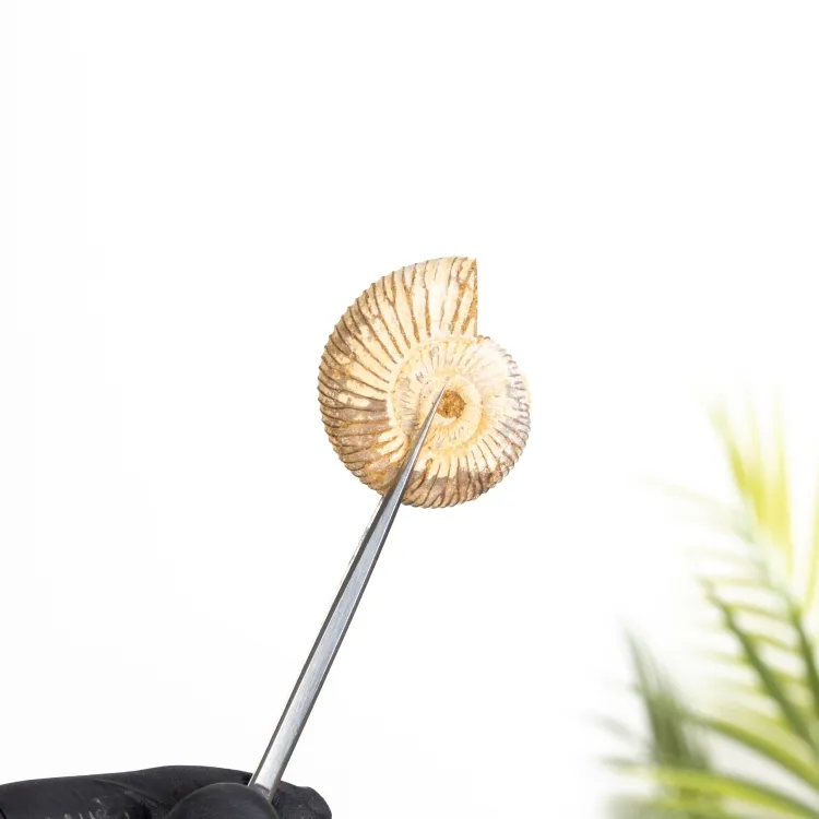 Amonita Blanco Perisphinctes (Perisphinctes sp)