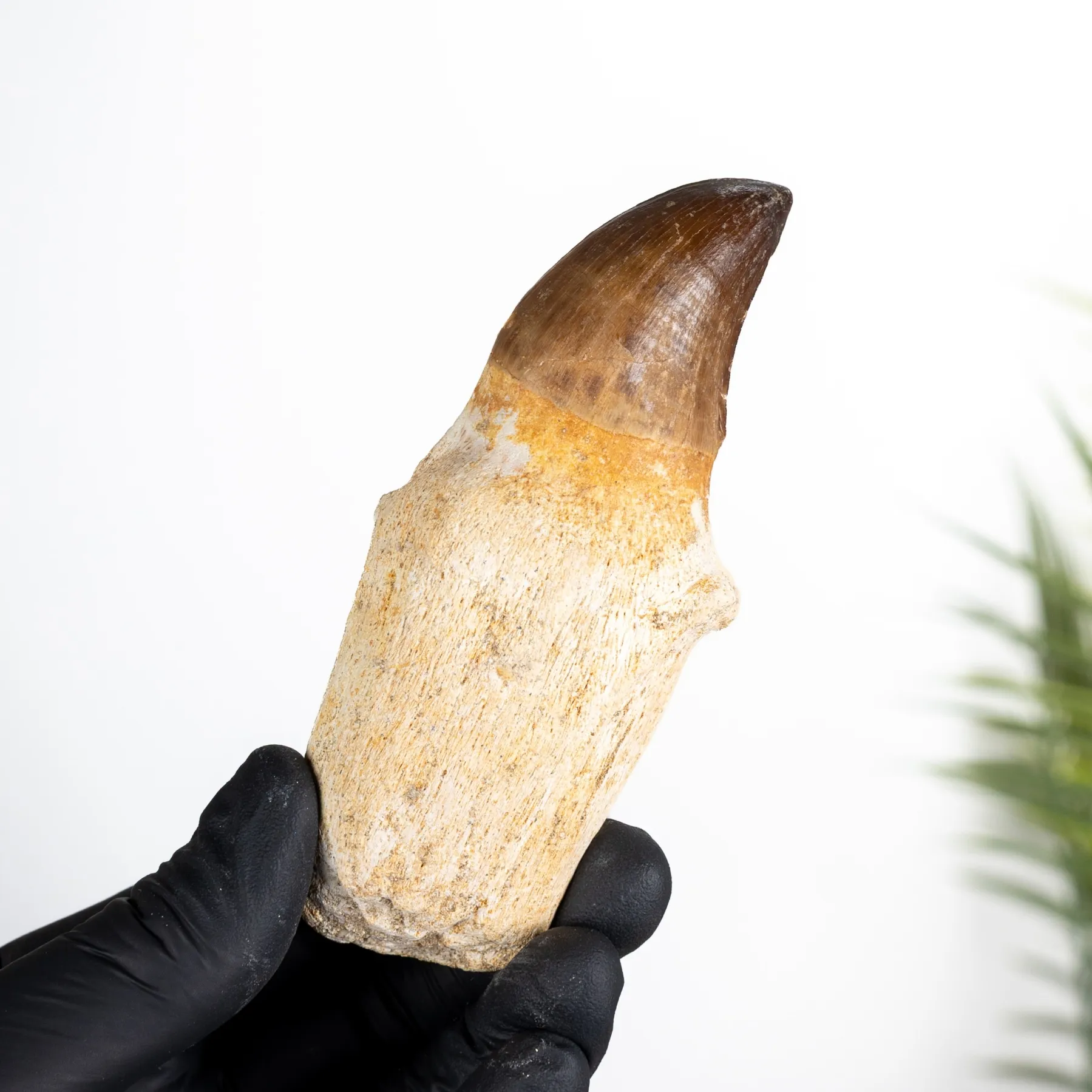 Minibeast XL Original Rooted Mosasaur Tooth (Mosasauridae sp)