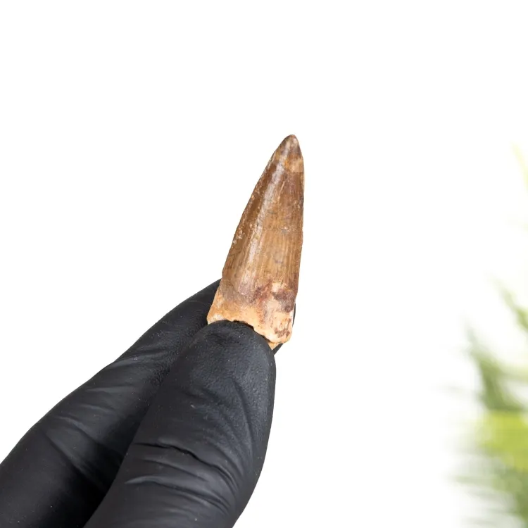Small Spinosaurus Dinosaur Tooth Fossil (Spinosaurus aegyptiacus)