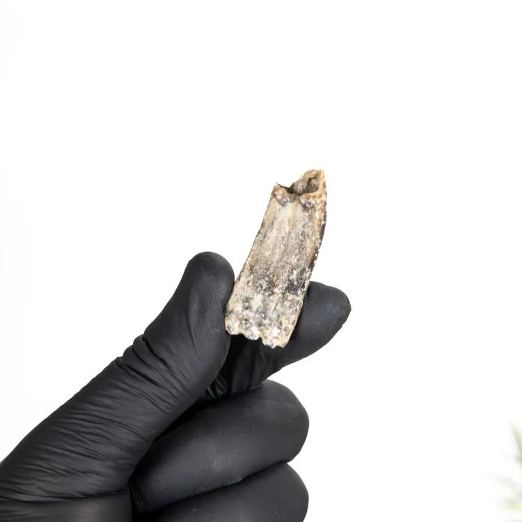 White Horse Tooth Fossil (Equus sp)