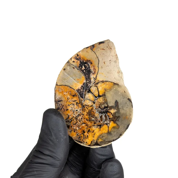 Rare Hematite Ammonite (Cleoniceras sp)