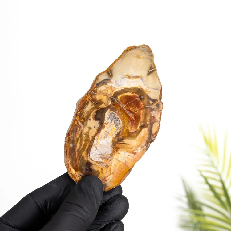 Legno Fossile (Araucarioxylon arizonicum)