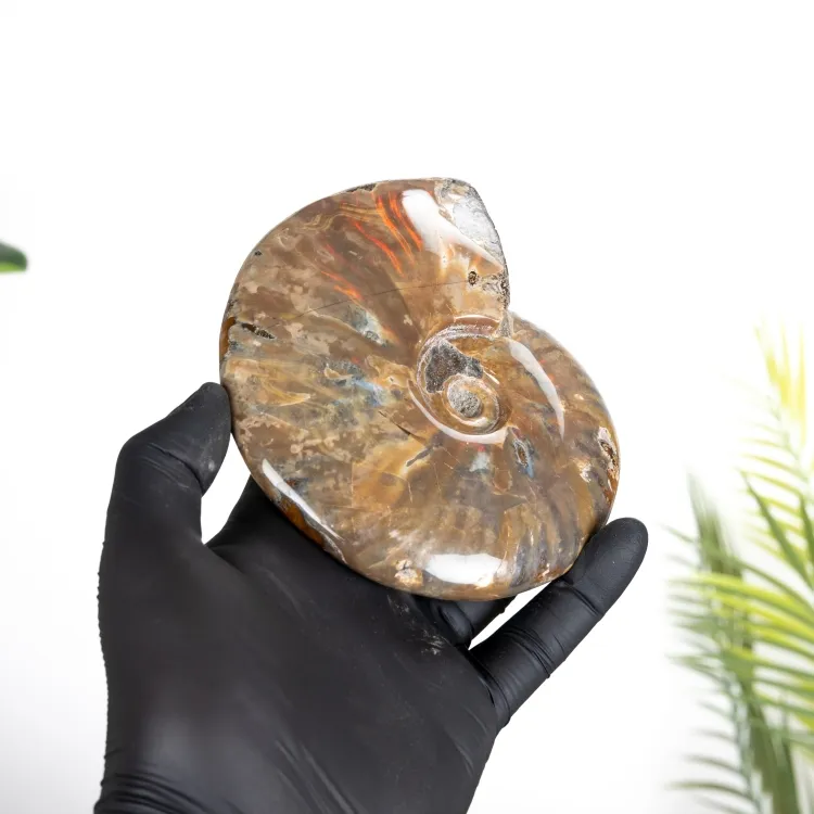 Rare Red Flash Ammonite Fossil (Cleoniceras sp)