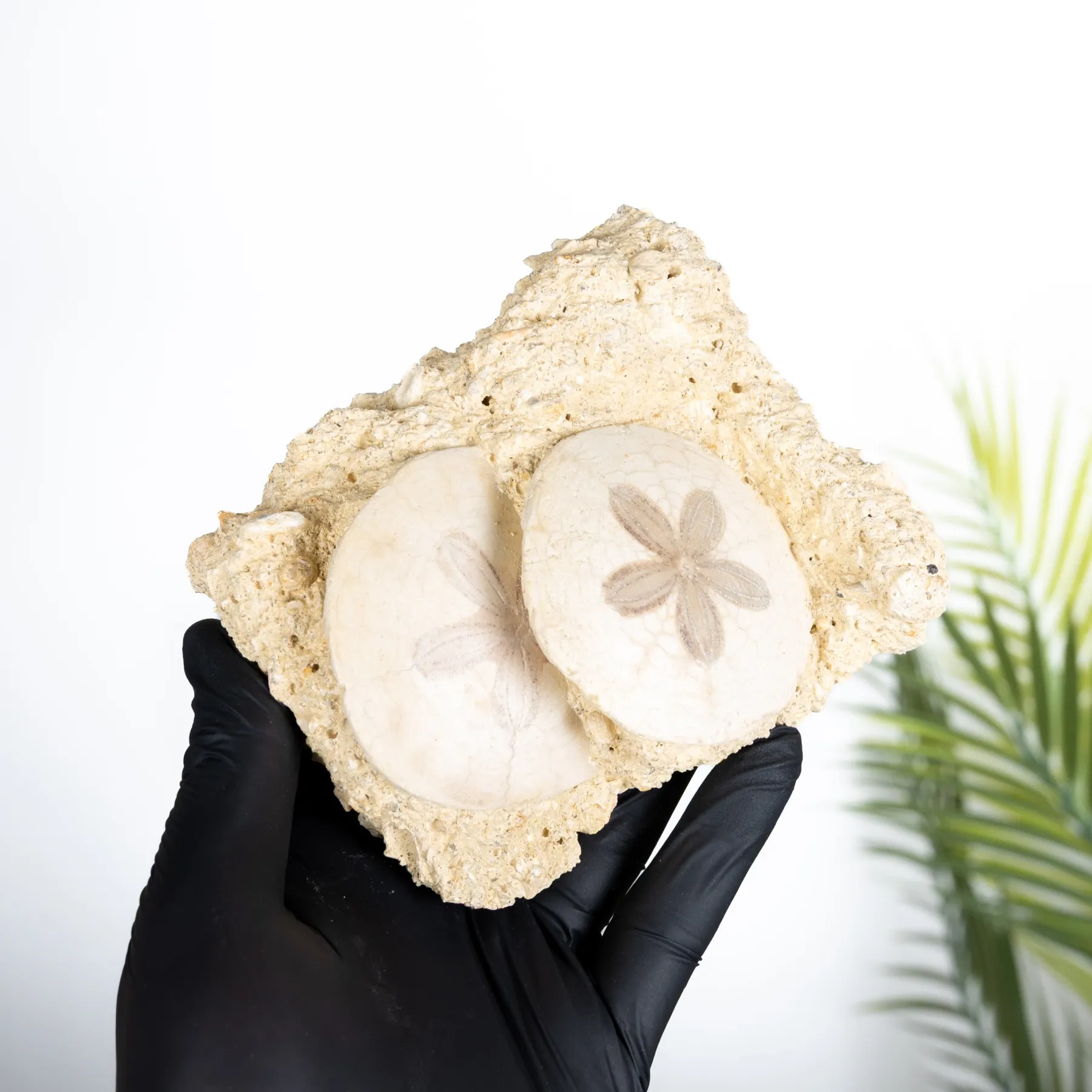 Minibeast Scutella echinoid Fossil (Scutella sp)