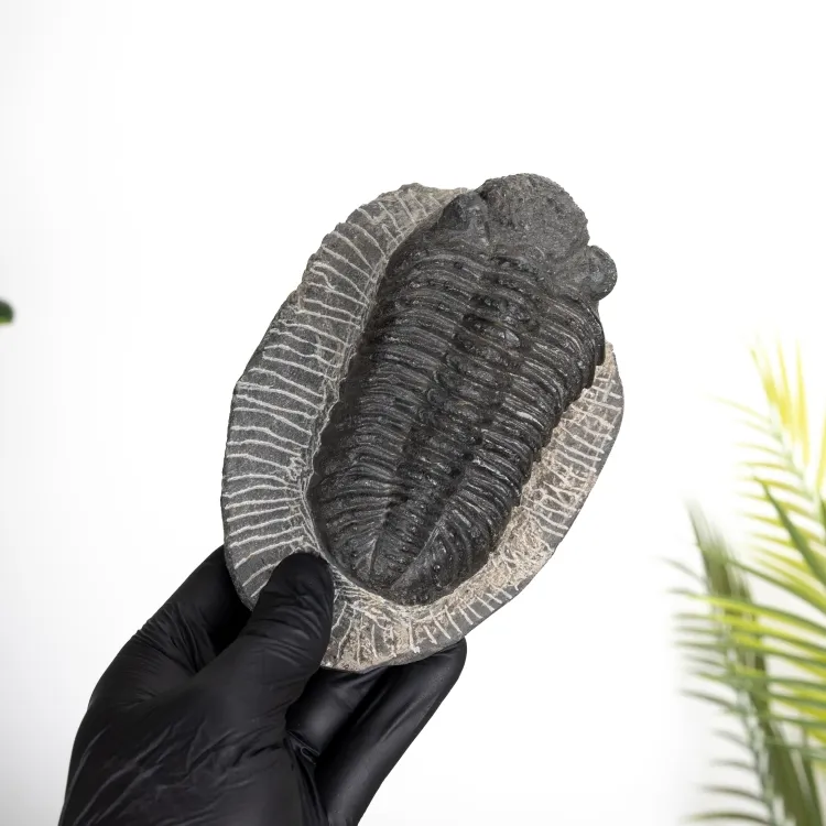 Large Phacops Trilobite Fossil (Phacops sp)