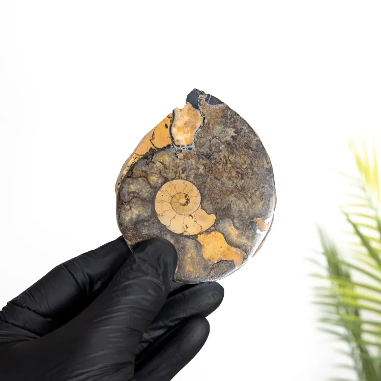 Hematiet Ammoniet Fossiel (Cleoniceras sp)