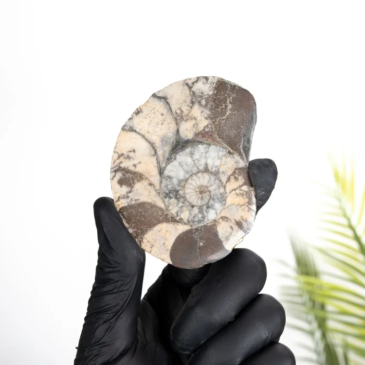Fossile D'Ammonite en Hématite (Cleoniceras sp)