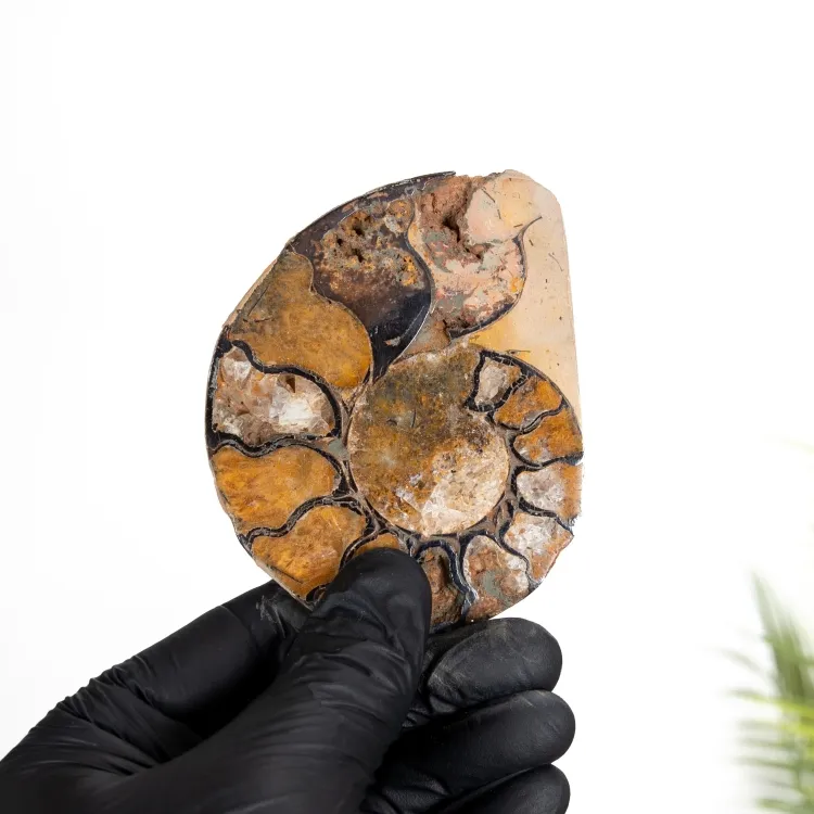 Hematite Ammonite Fossil (Cleoniceras sp)