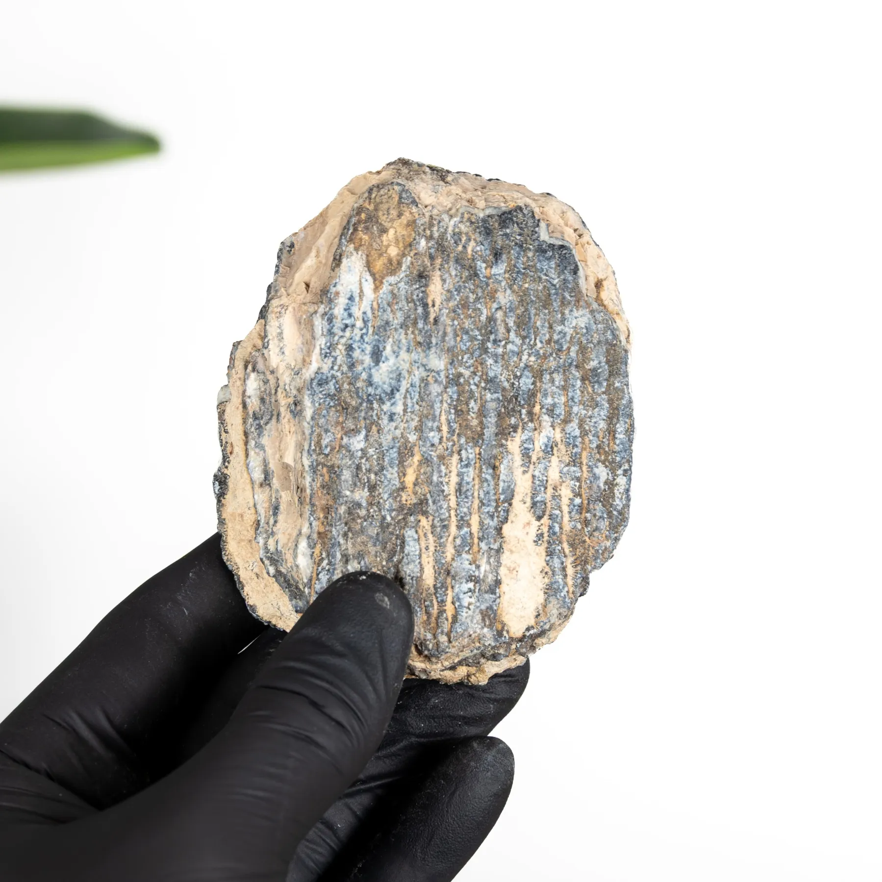 Minibeast Woolly Mammoth Tooth Fragment Fossil (Mammuthus sp)