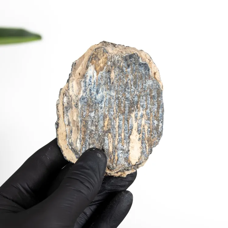 Woolly Mammoth Tooth Fragment Fossil (Mammuthus sp)