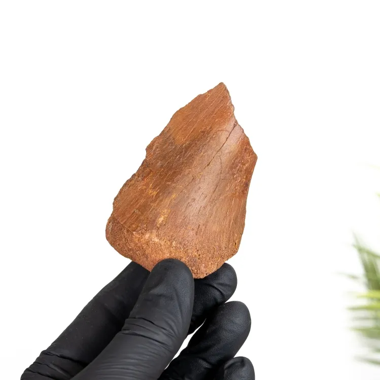 Rough Dinosaur Bone Fragment Fossil