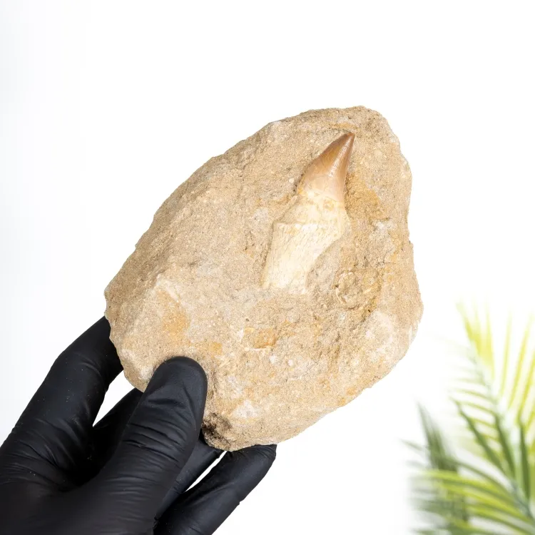 Mosasaurier Zahn- & Wurzelfossil (Phacops sp)