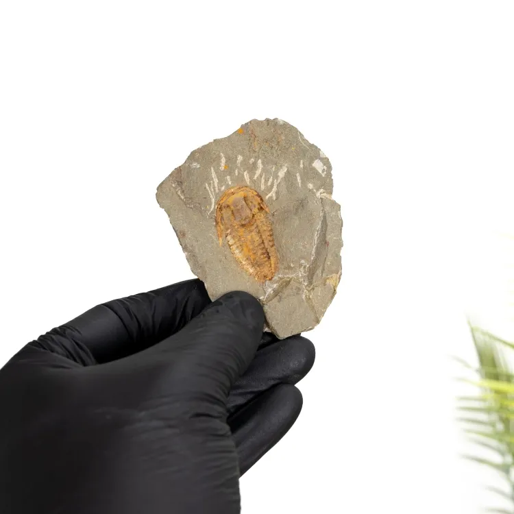 Kingaspidoides Trilobite (Kingaspidoides sp)