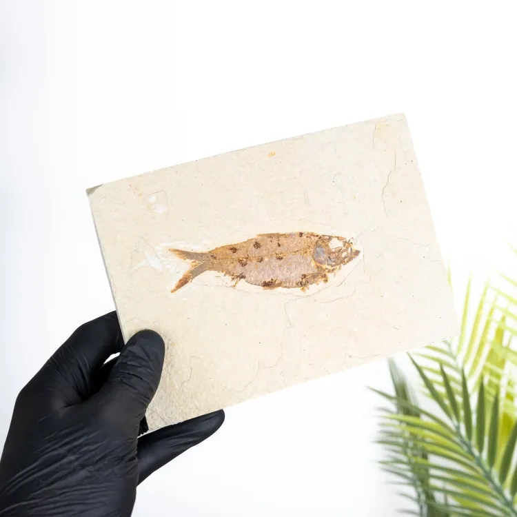 Grote Tan Diplomystus Visfossiel (Diplomystus dentatus)