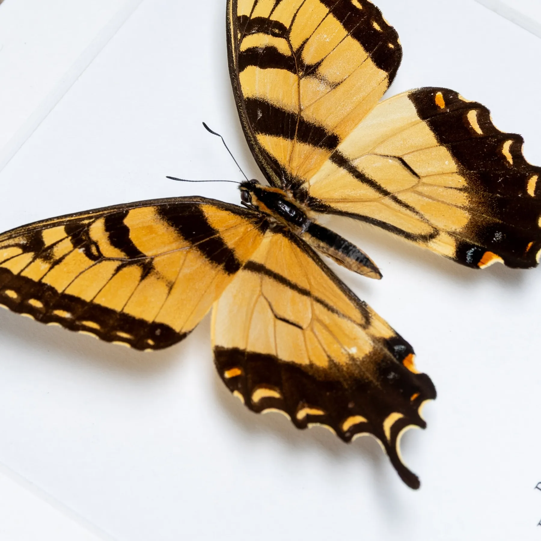 Minibeast Eastern Tiger Swallowtail In Box Frame (Papilio glaucus)