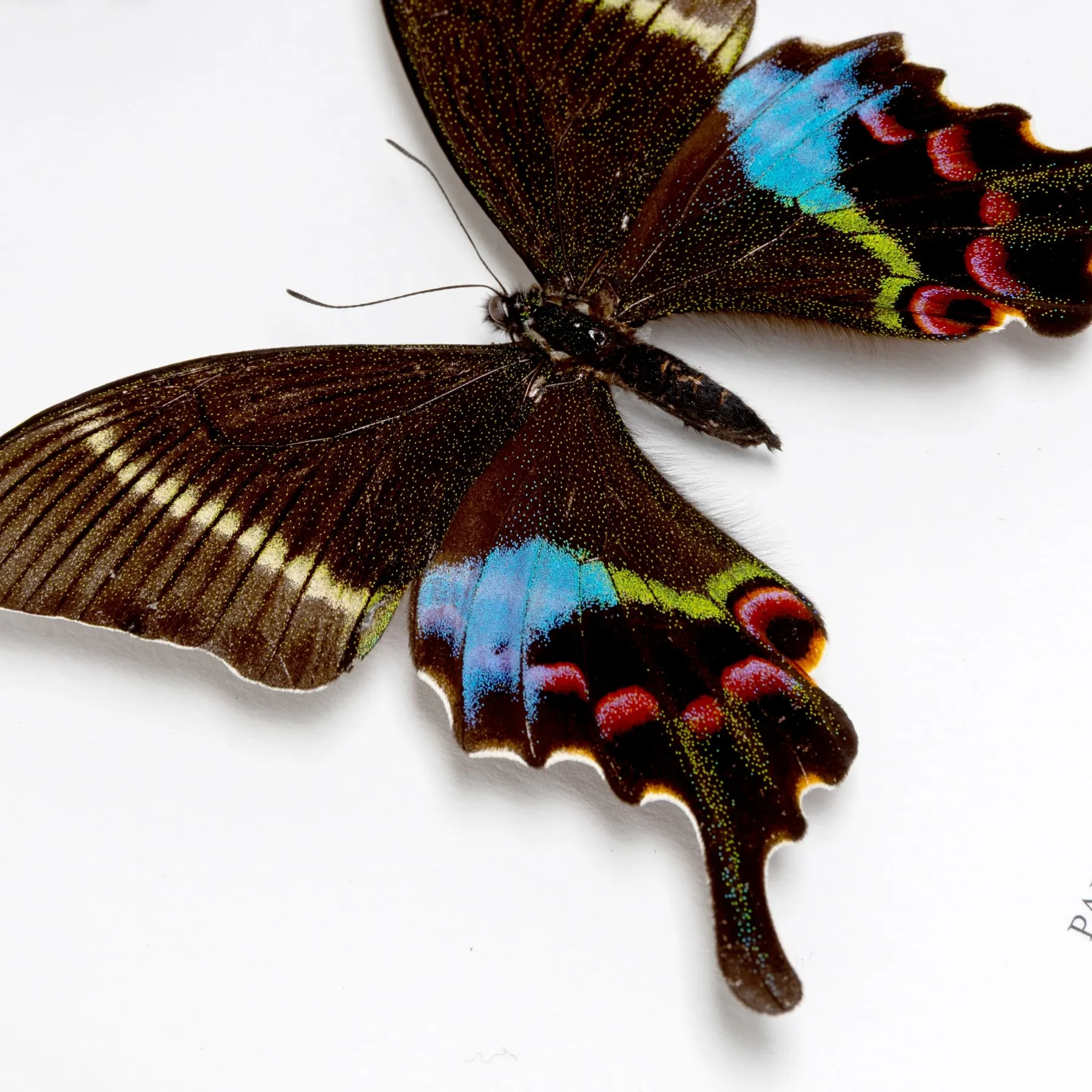Minibeast Krishna Peacock Butterfly Male & Female Pair In Box Frame (Papilio krishna thawgawa)