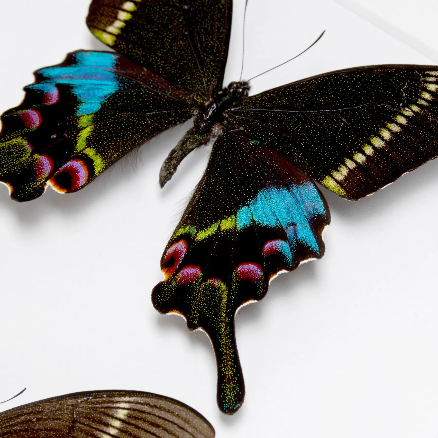Minibeast Krishna Peacock Butterfly Male & Female Pair In Box Frame (Papilio krishna thawgawa)