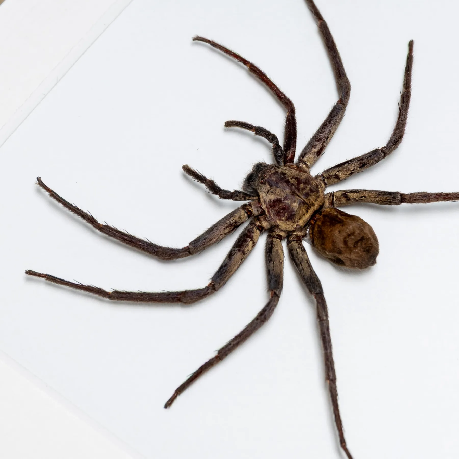 Black Huntsman Spiders In Box Frame (Heteropoda sp)
