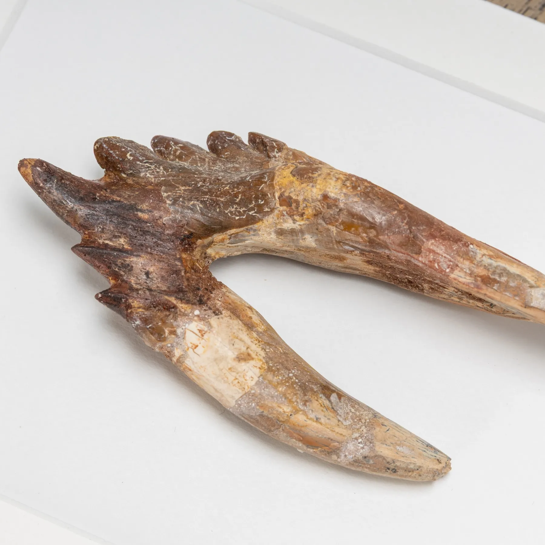 4.65 inch King Lizard Rooted Tooth Fossil In Box Frame (Basilosaurus) Minibeast 4.65 inch King Lizard Rooted Tooth Fossil In Box Frame (Basilosaurus)
