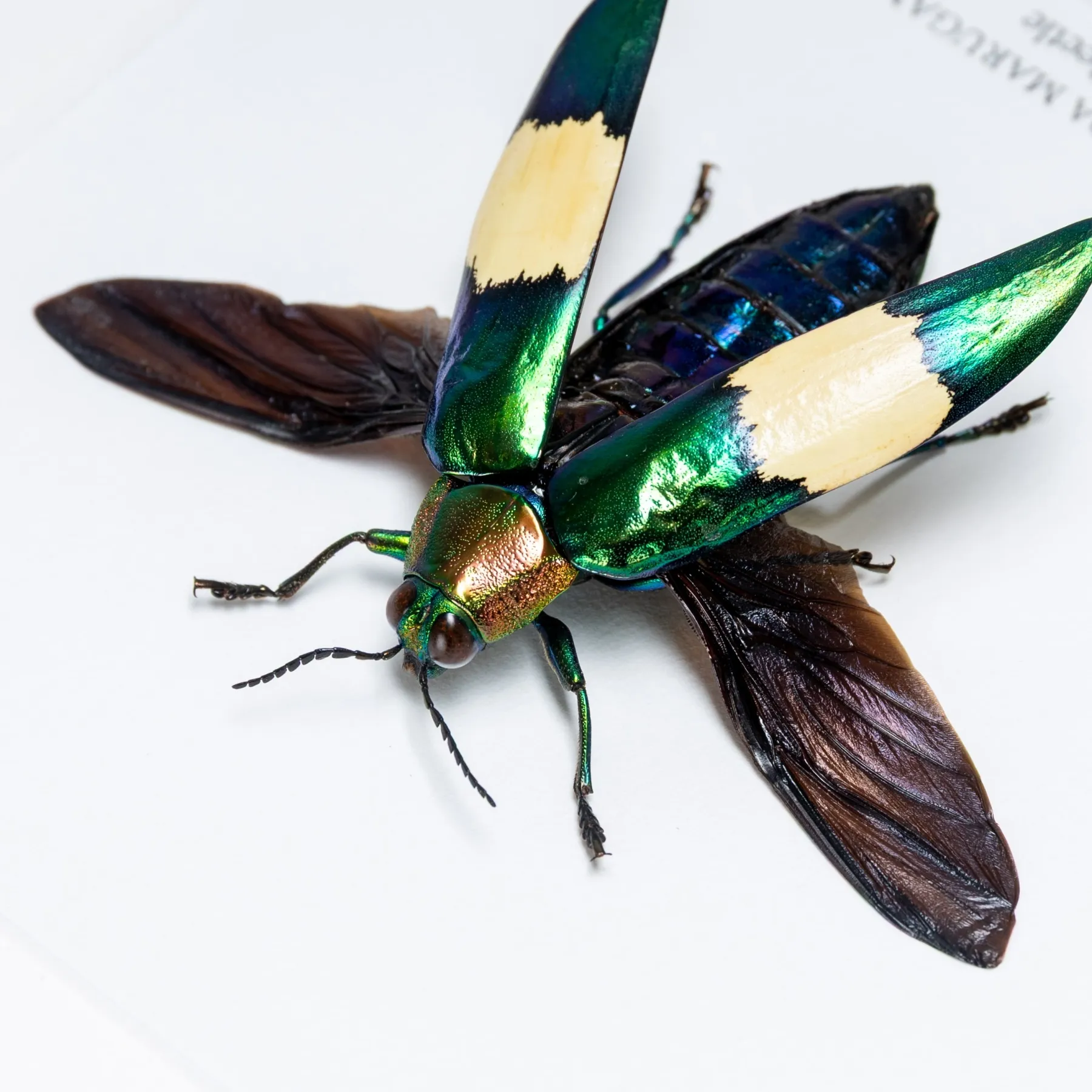 Jewel Beetle In Box Frame (Chrysochroa marugamai) Minibeast Jewel Beetle In Box Frame (Chrysochroa marugamai)