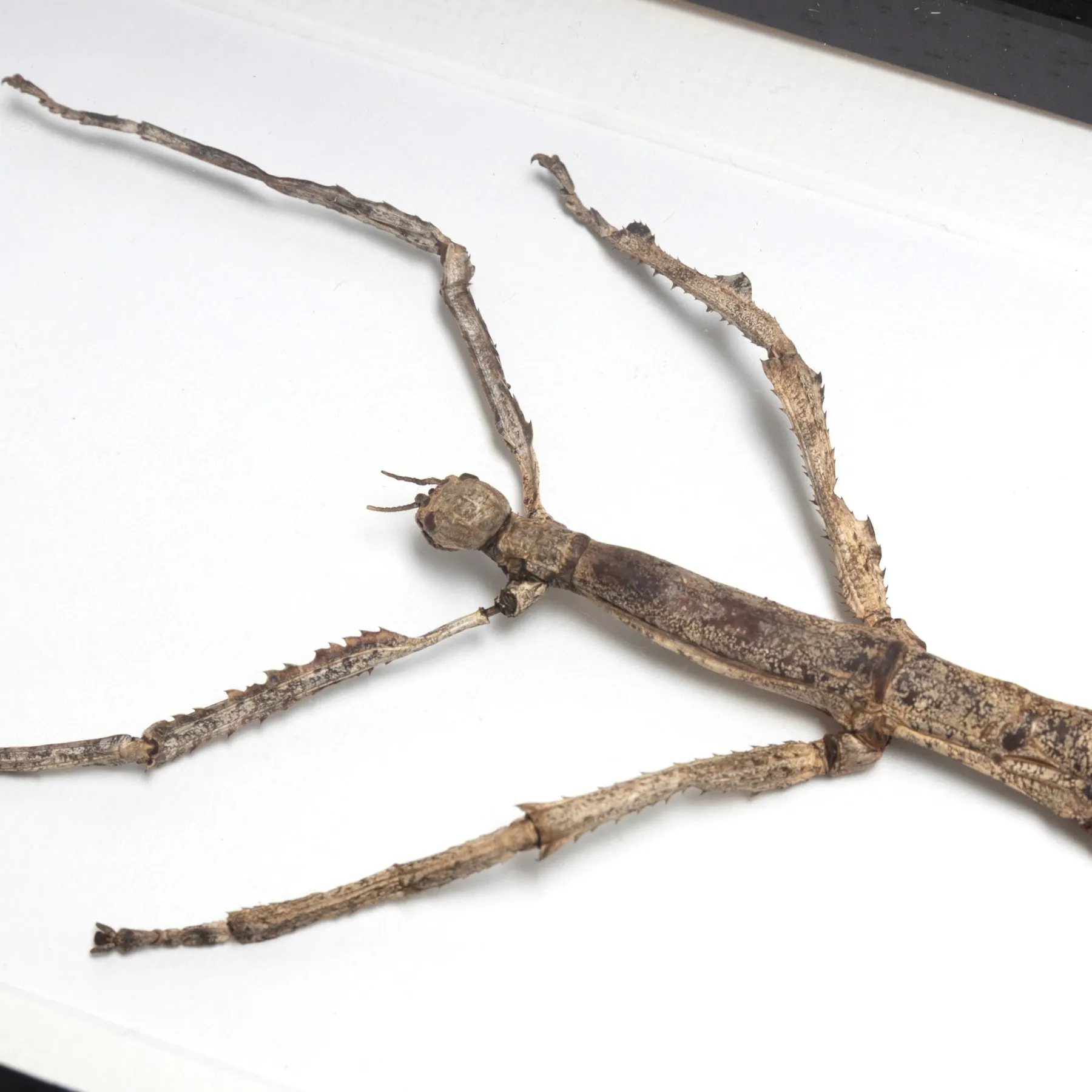 Large Stick Insect In Box Frame (Tirachoidea westwoodi)