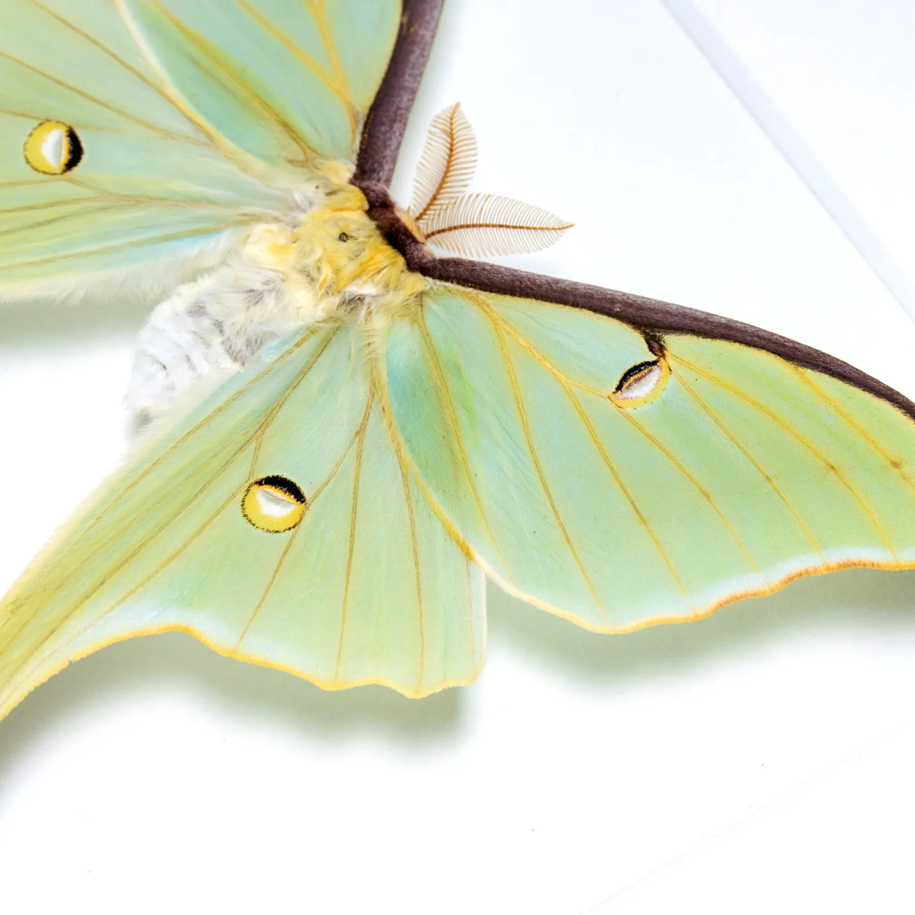 Minibeast XL Luna Moth In Box Frame (Actias luna)