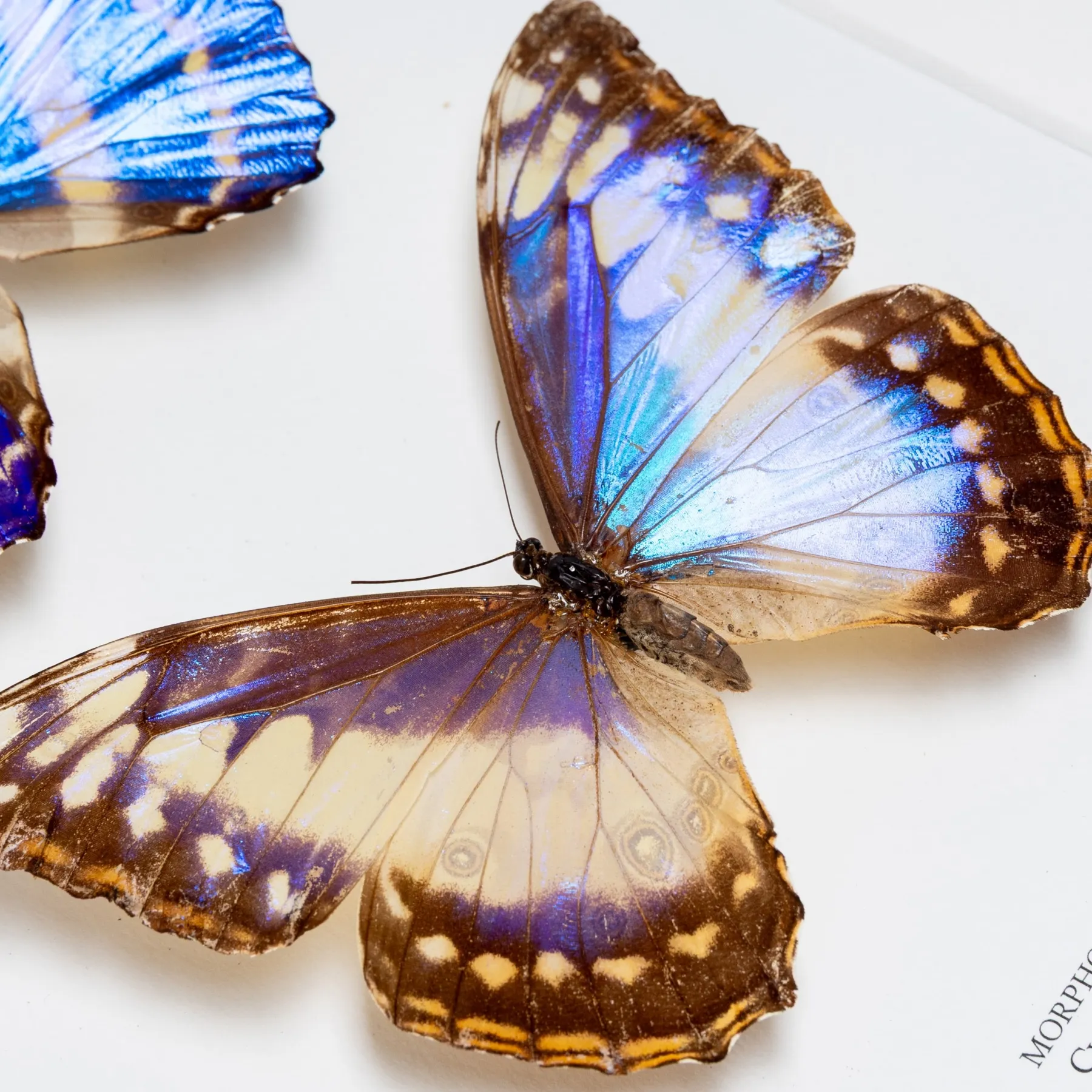 Very Rare Cypris Morpho Male & Female Pair Butterfly In Box Frame (Morpho cypris f. cyanites) Very Rare Cypris Morpho Male & Female Pair Butterfly In Box Frame (Morpho cypris f. cyanites)