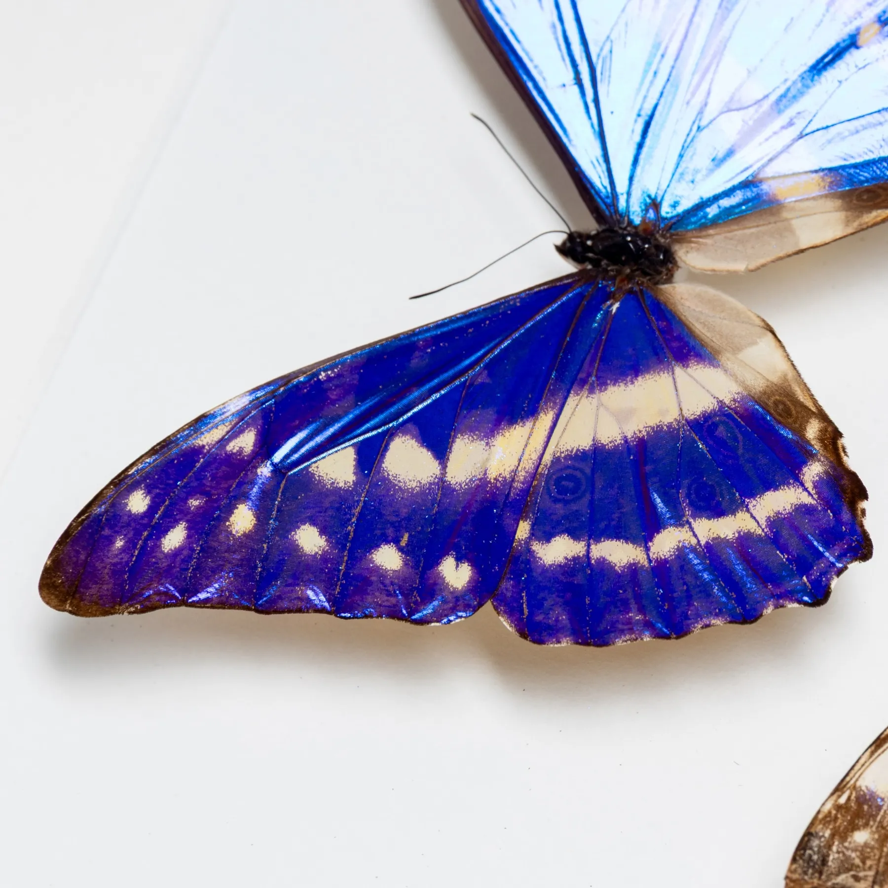 Very Rare Cypris Morpho Male & Female Pair Butterfly In Box Frame (Morpho cypris f. cyanites) Very Rare Cypris Morpho Male & Female Pair Butterfly In Box Frame (Morpho cypris f. cyanites)