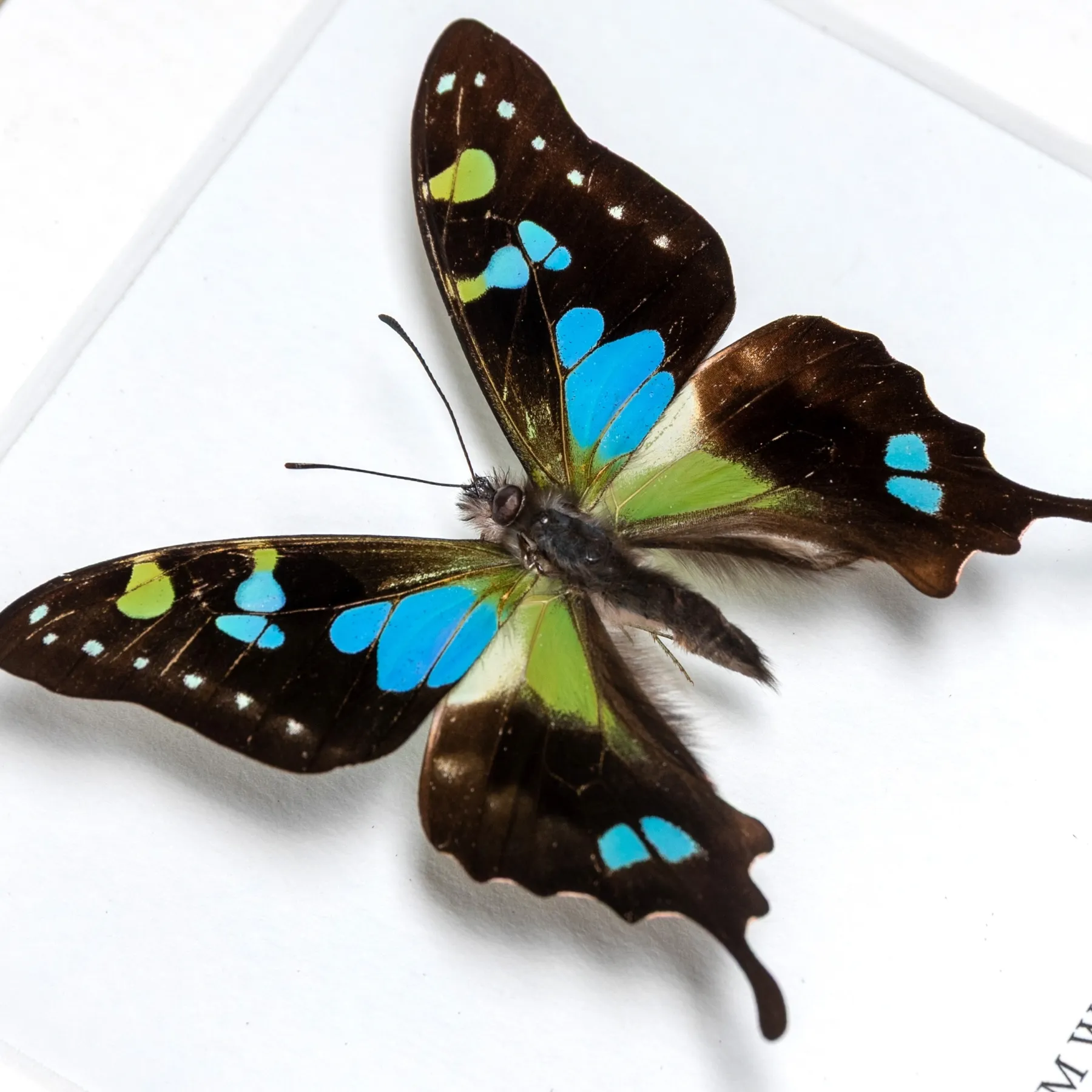 Rare Aberration Mountain Swallowtail Butterfly, Blue-form In Box Frame (Graphium weiskei arfakensis) Rare Aberration Mountain Swallowtail Butterfly, Blue-form In Box Frame (Graphium weiskei arfakensis)