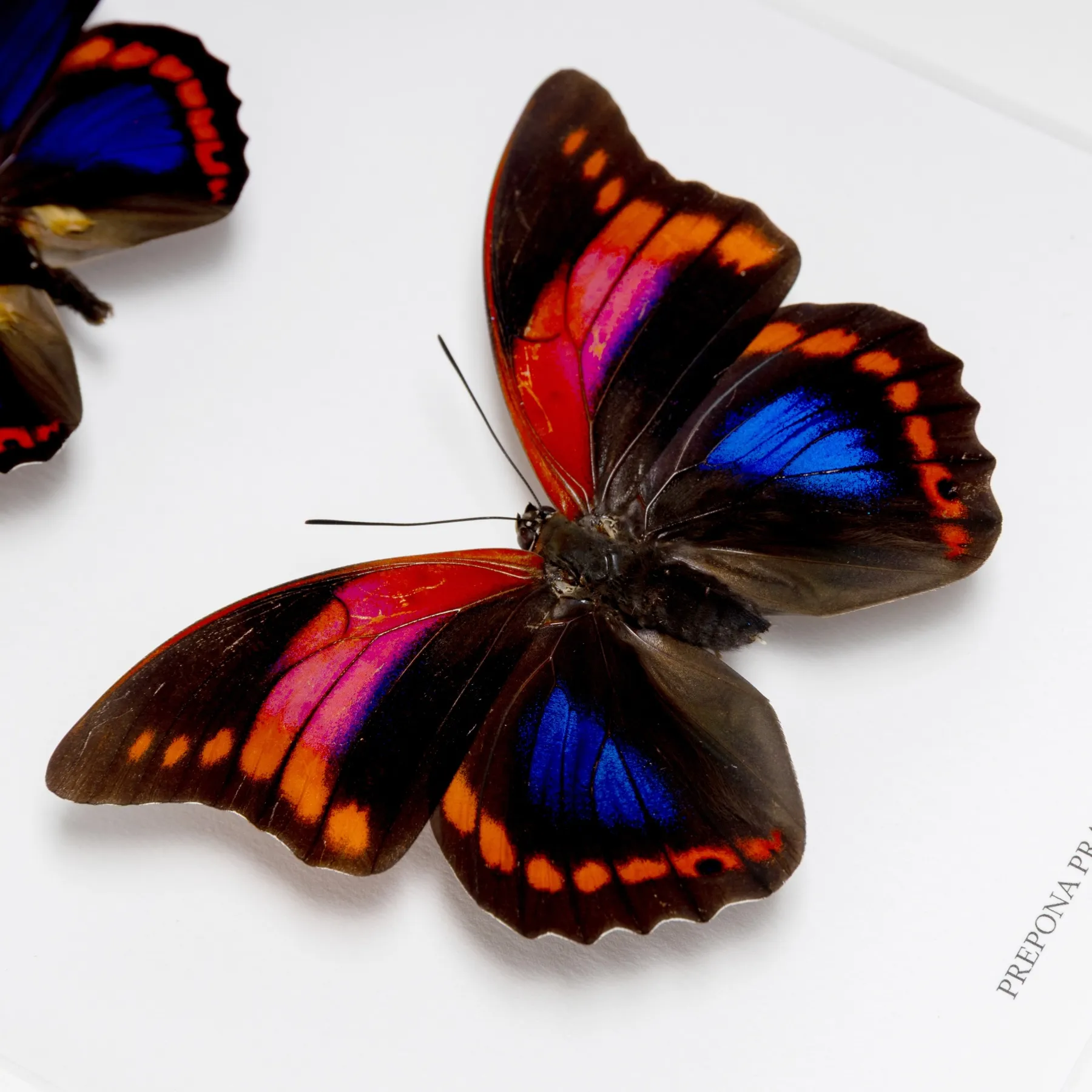 Prepona praeneste Butterfly Male & Female Pair from Peru In Box Frame Minibeast Prepona praeneste Butterfly Male & Female Pair from Peru In Box Frame
