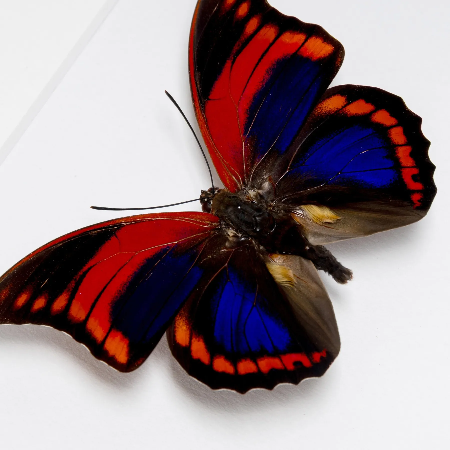Prepona praeneste Butterfly Male & Female Pair from Peru In Box Frame Minibeast Prepona praeneste Butterfly Male & Female Pair from Peru In Box Frame