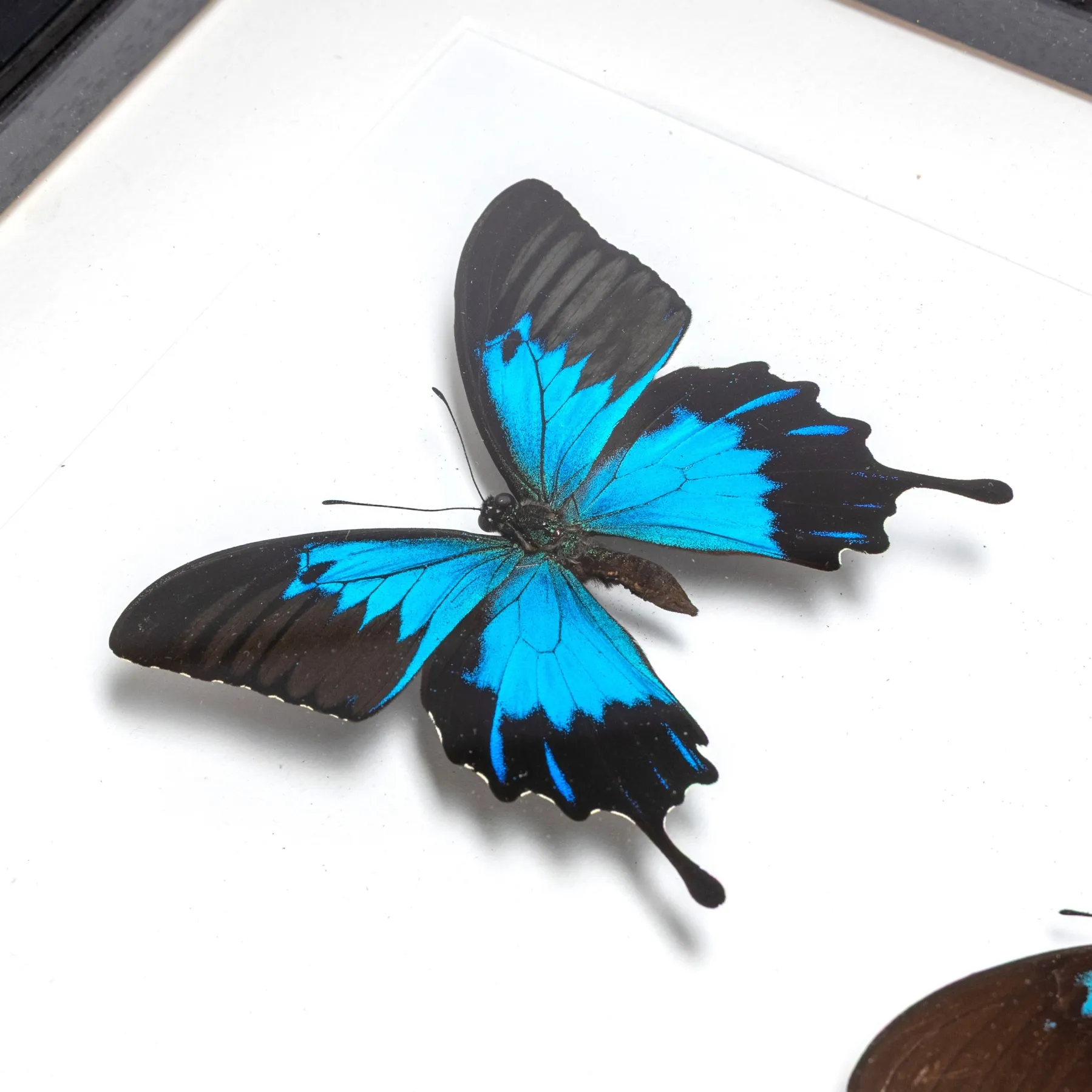 Minibeast Blue Emperor Butterfly Male & Female Pair In Box Frame (Papilio ulysses telegonus)