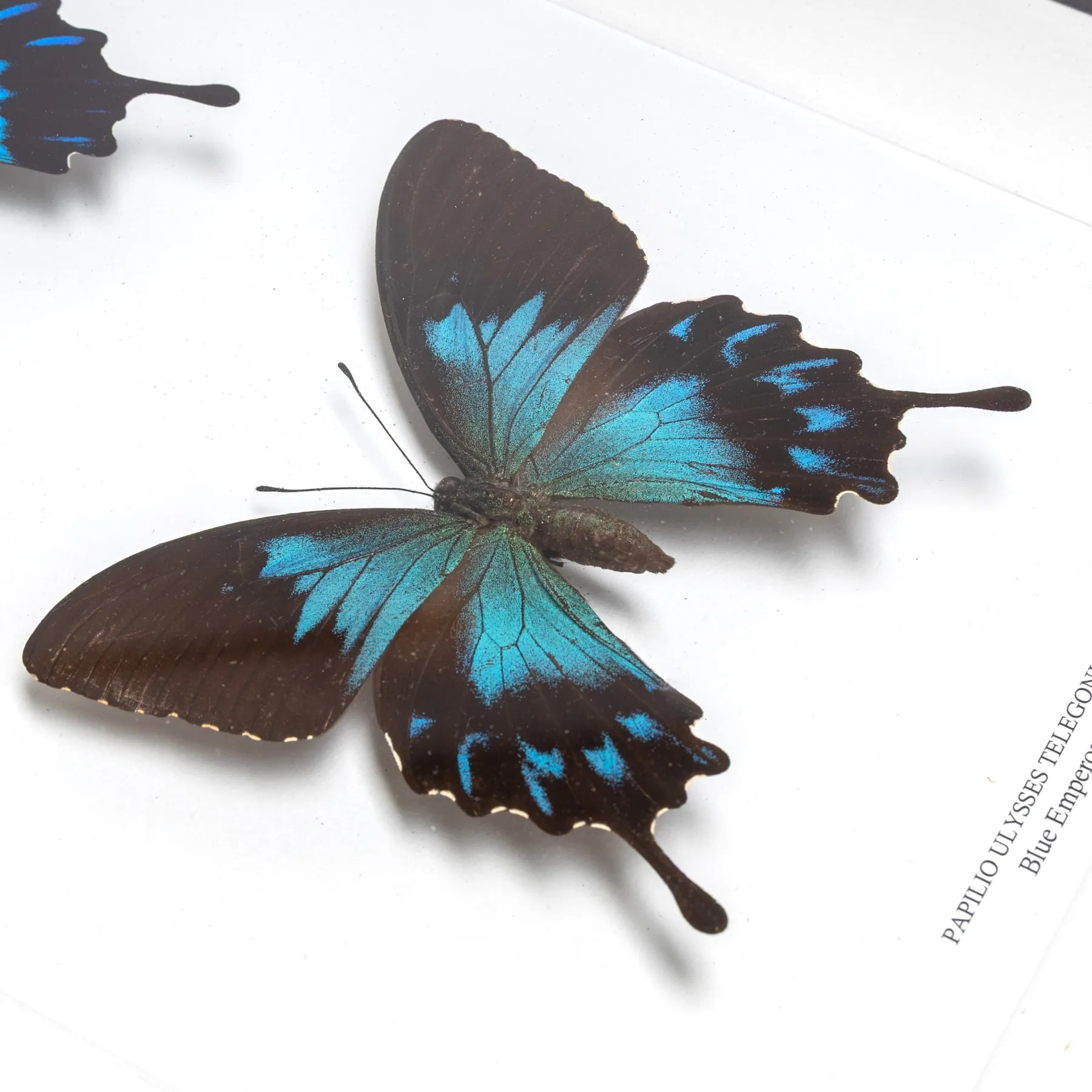 Minibeast Blue Emperor Butterfly Male & Female Pair In Box Frame (Papilio ulysses telegonus)