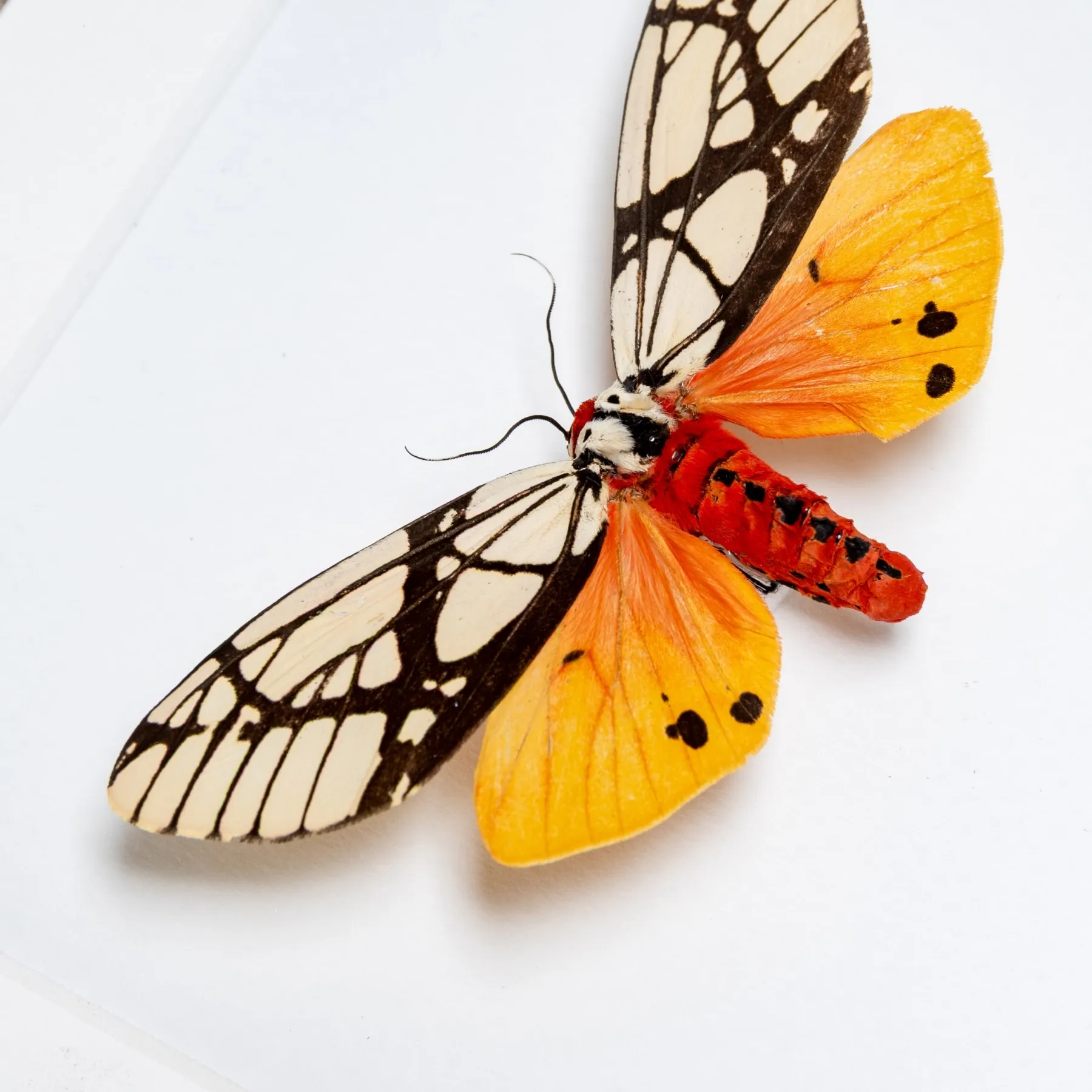 Milky Tiger Moth In Box Frame (Areas galactina) Minibeast Milky Tiger Moth In Box Frame (Areas galactina)