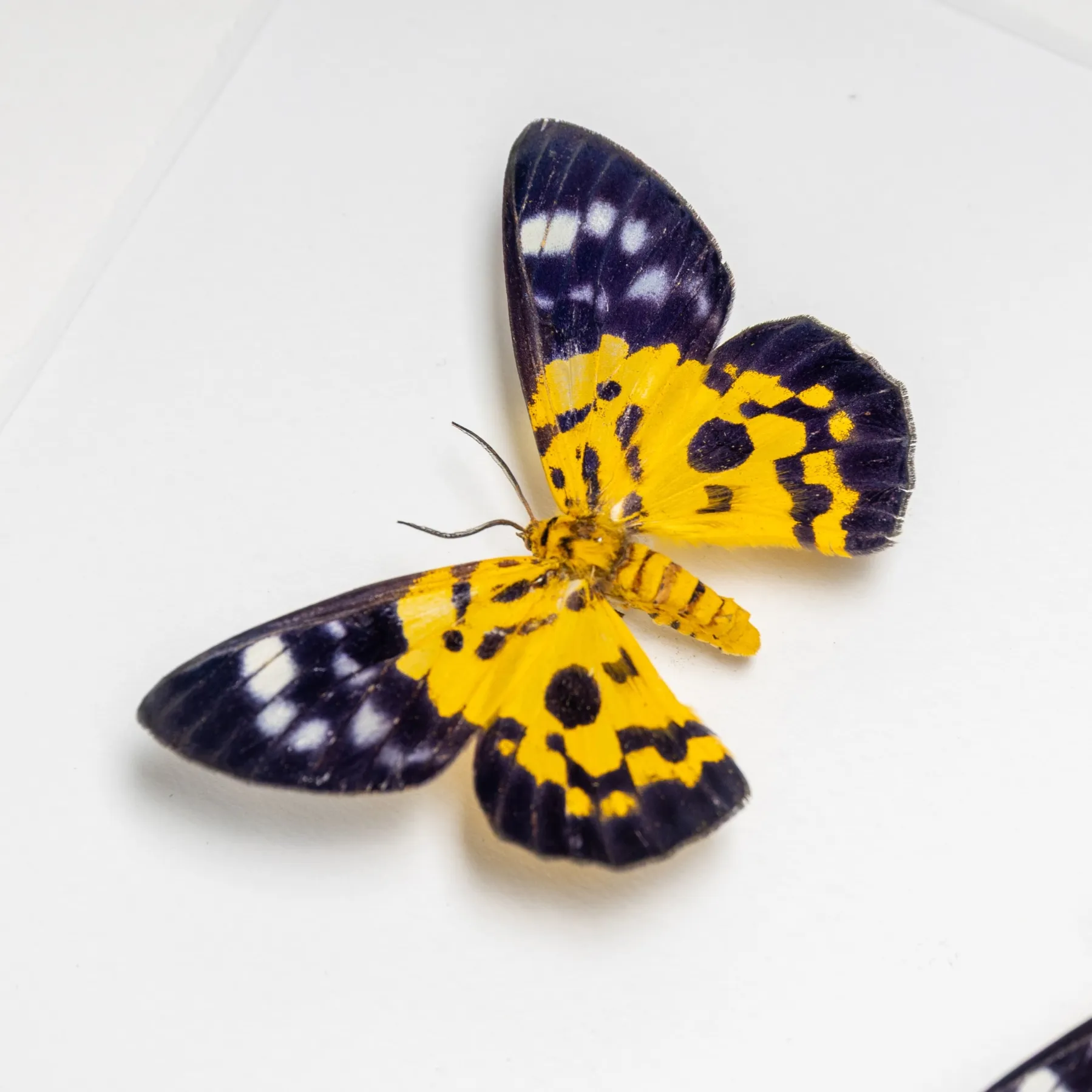 False Tiger Moth Male & Female Pair In Box Frame (Dysphania militaris) Minibeast False Tiger Moth Male & Female Pair In Box Frame (Dysphania militaris)